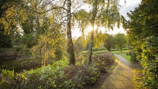 Sunbeams shine through tall trees that line a curved path